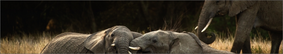 A photograph of three elephants with dry grass in background.